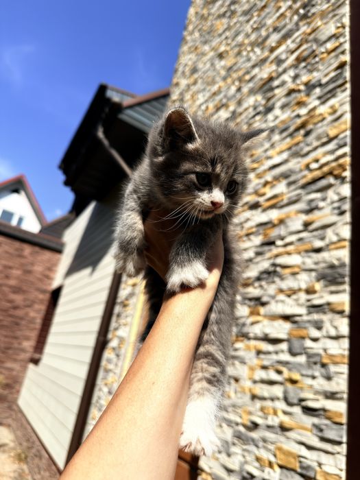 Котята отдам в добрые руки