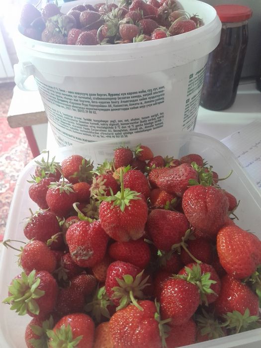 Продам домашнюю клубнику