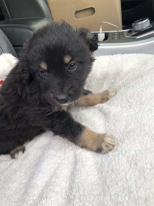 Любимые животные