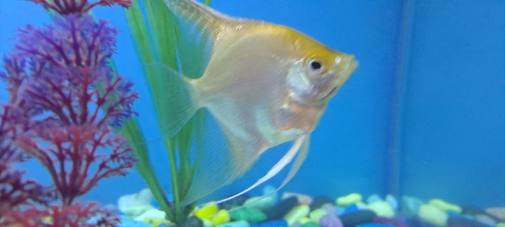 Baliq Skalyariya. 1 ta qolgan Platina rangli