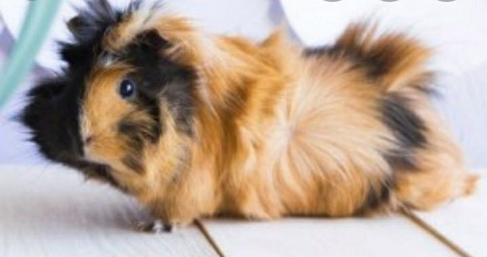 Морские свинки  продам