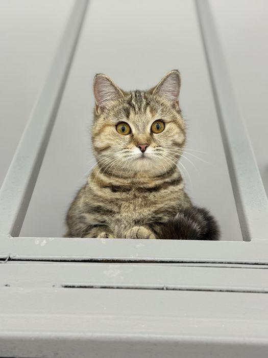 Отдам кошек в хорошие руки