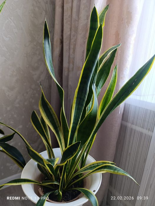 Комнатные  цветы