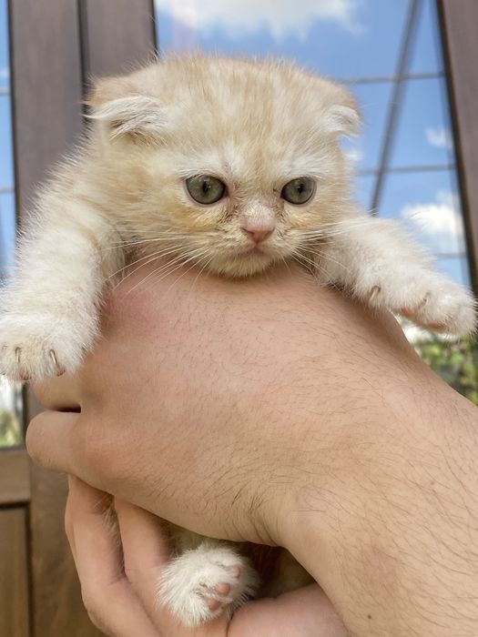 Scottish fold light ginger