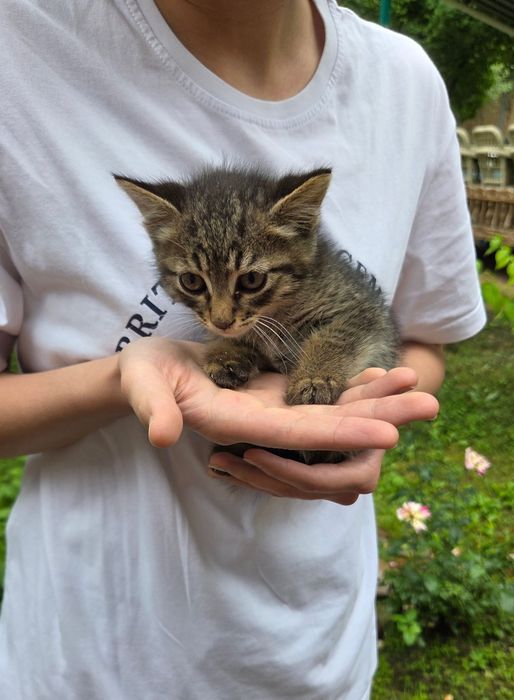 Котенок в добрые руки
