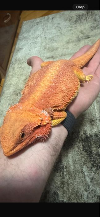 Agame cu barba de vanzare