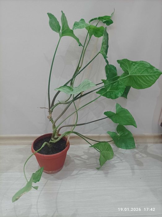 Стайни нецъвтящи растения