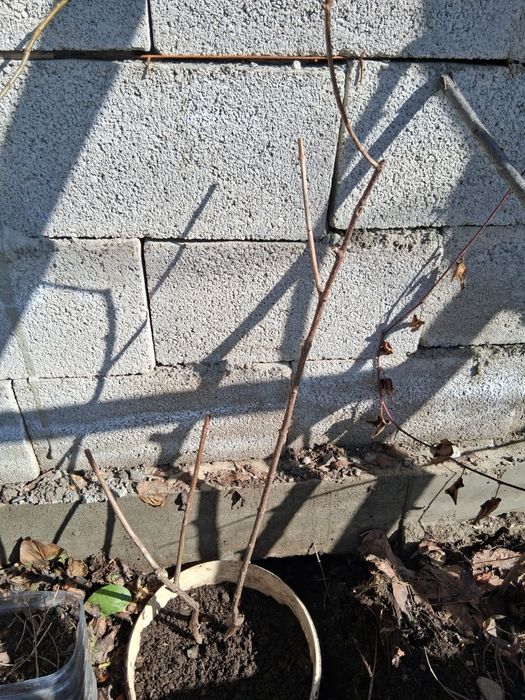 Гортензии метельчатая. ВАНИЛЛА ФРЕЙЗ