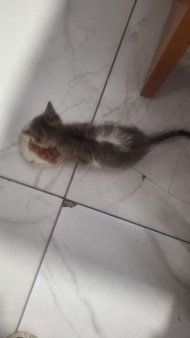 Отдам котенка в добрые руки