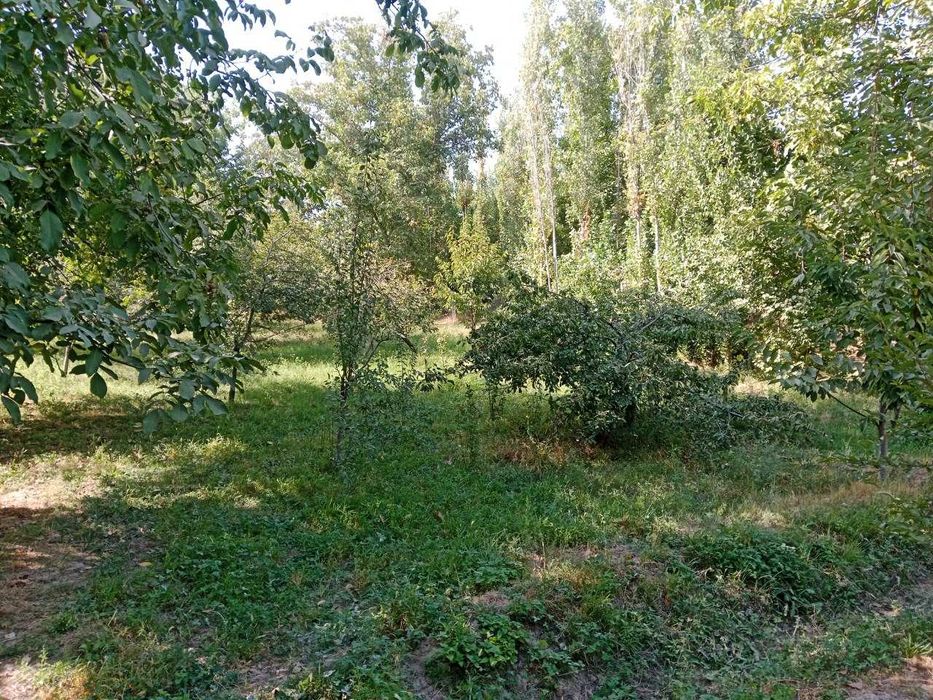 Yer sotiladi 5 sotix