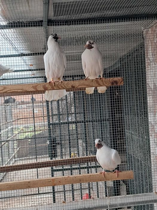 Продавам Палбелий