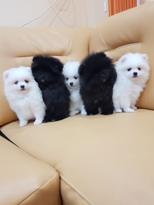 Померан померани Гр. София