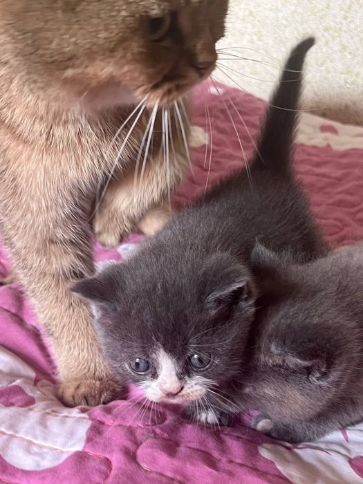 Котёнок Скоттиш страйт