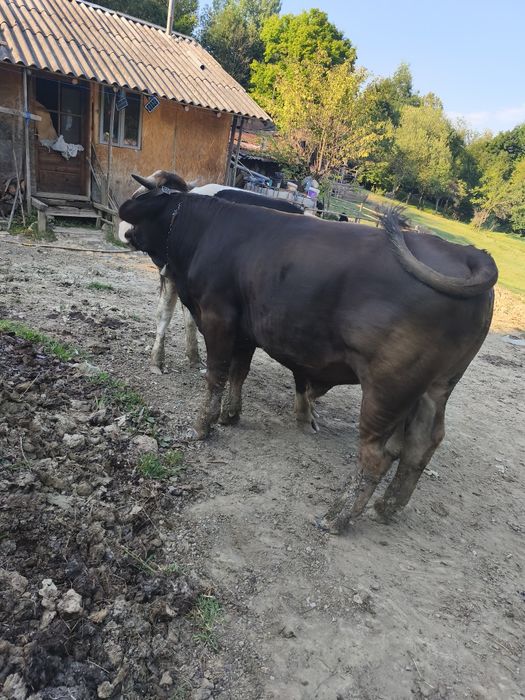 Taur de vânzare vârstă 1 -8 luni pentru tinere sau taiere