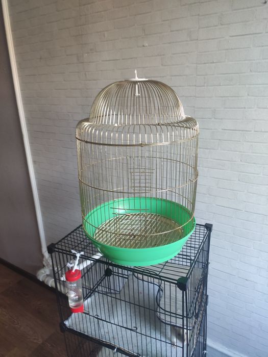 Продам двух крыс вместе с клетками