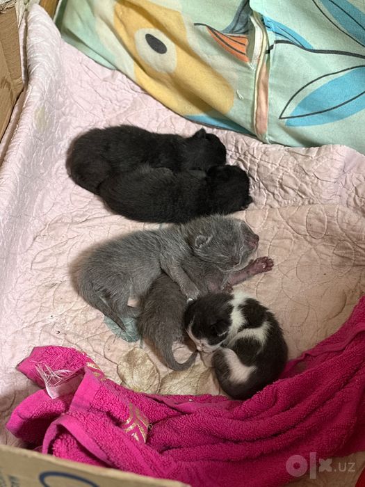 Шотландские котята