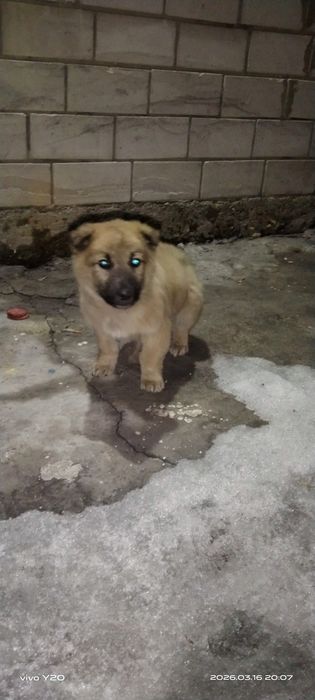 Продам щенок кандек, еркек