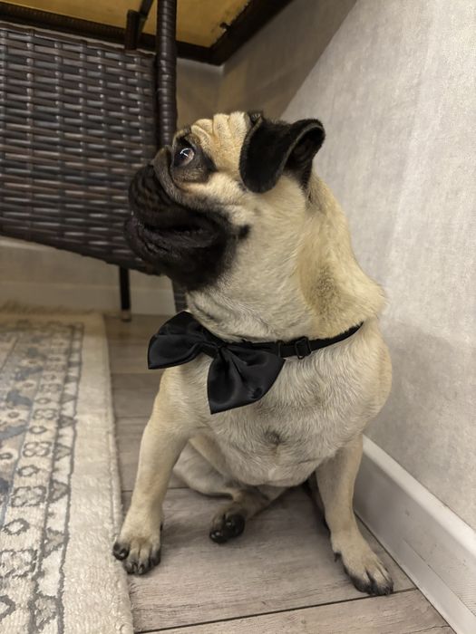 Мопсик ищет девочку