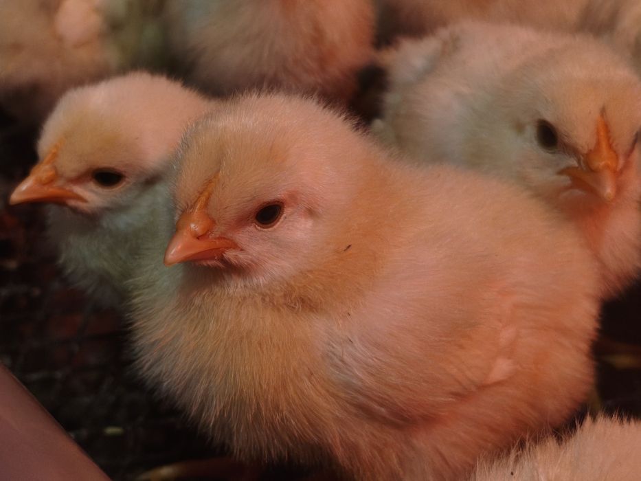 Продам цыплят несушек