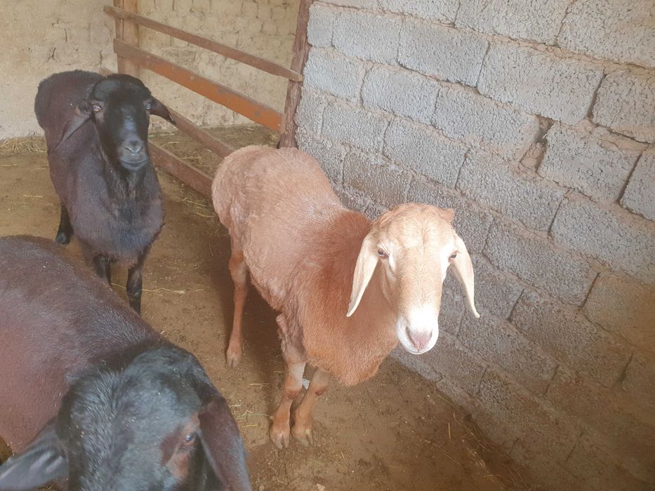 Qurbonlik  qo‘chqorlar sotiladi! ​: Tirik vazni 75-80 kg atrofida.