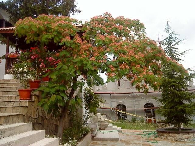 Фиданки от албиция