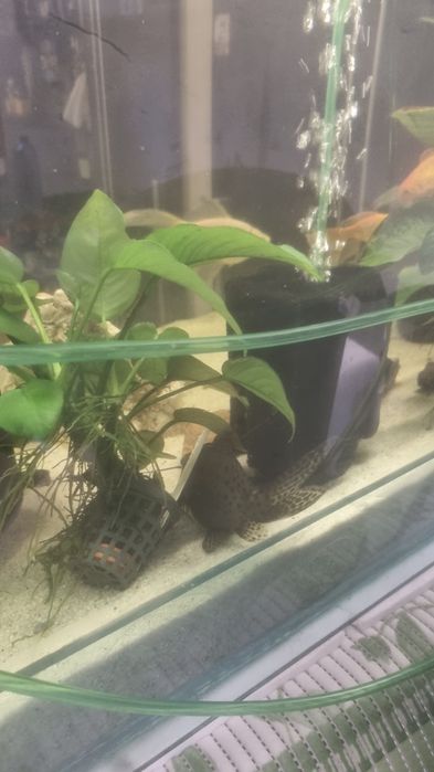 Acvariu pesti si accesorii