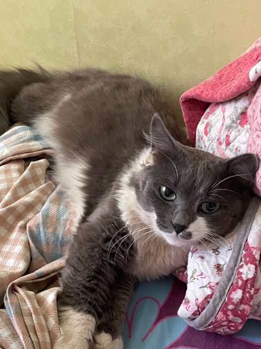 потерялся кот дымок !