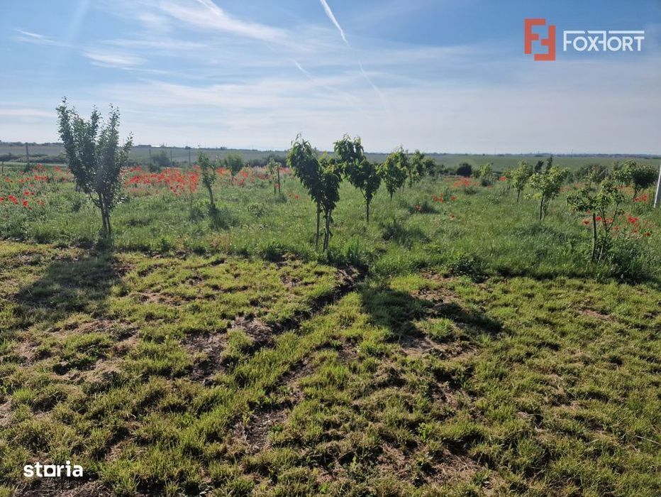 Teren extravilan de 3500 mp de vanzare in Remetea Mare