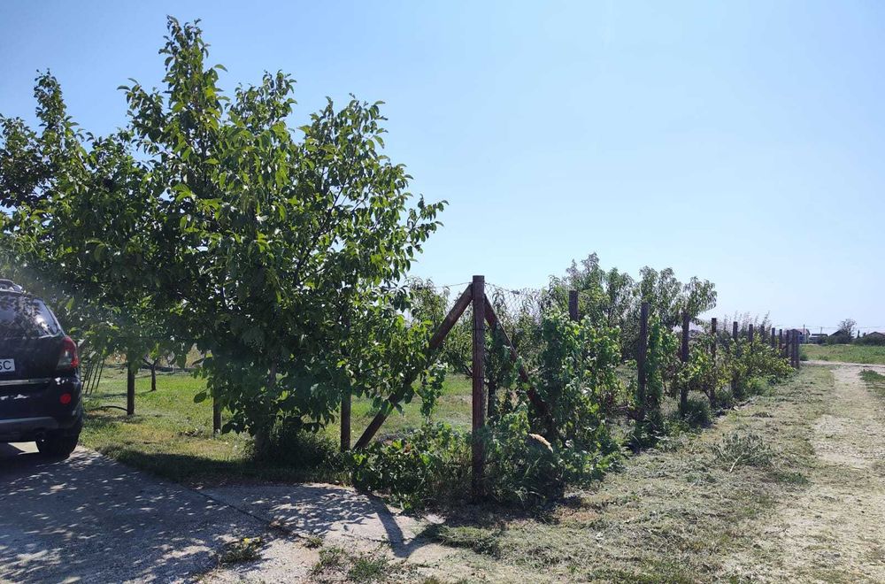 Teren intravilan 733 m², desch 22 m – str. Sportului (asfalt), Ulmi