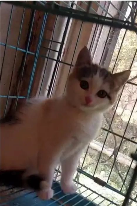 Отдам котёнка в добрые руки