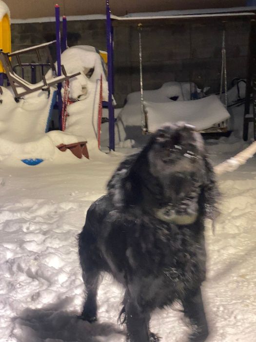 Продам русского спаниеля