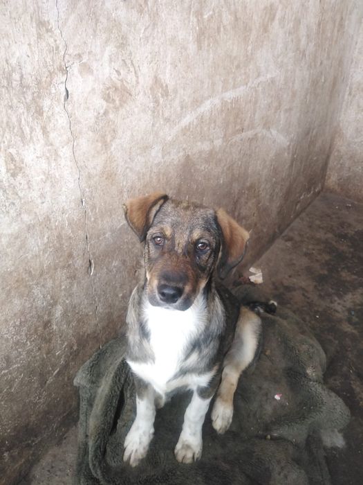 Щенки отдадим только в добрые руки