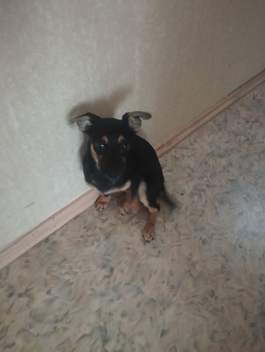 карликовый пинчер