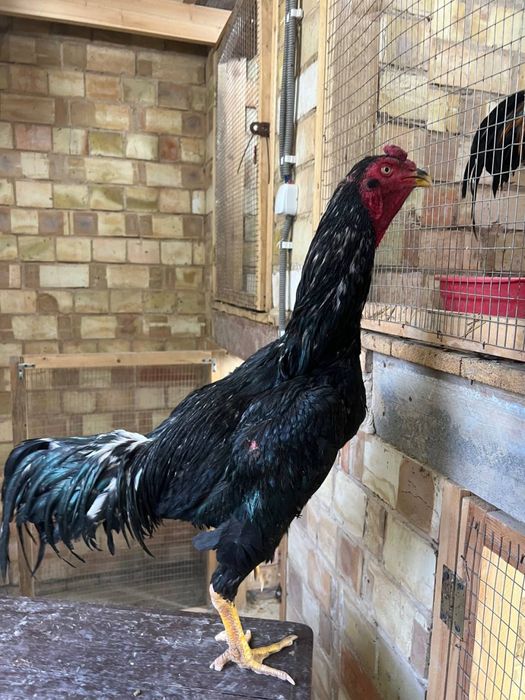 Dakan xoroz sotiladi