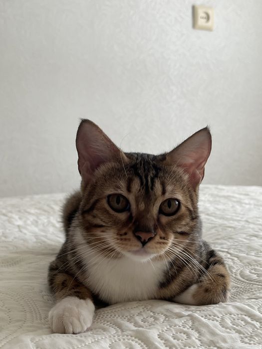 Ищем кота для связки бенгальца