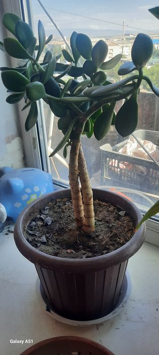 Продам цветок денежное дерево