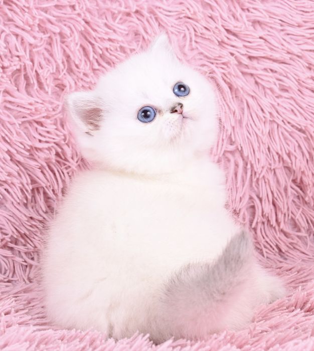Pisicuță British  Shorthair Silver Chinchilla colour point cu pedigree
