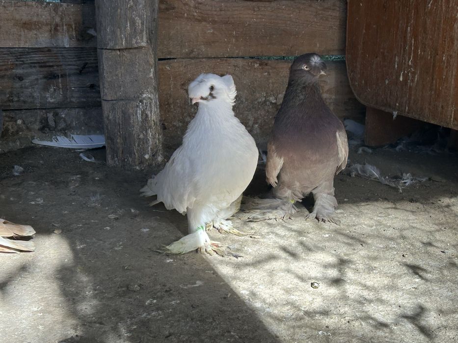Vand jucatori de botosanii pretul e de 100 ron pe bucata