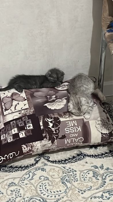 Продается котята скоттиш фолд