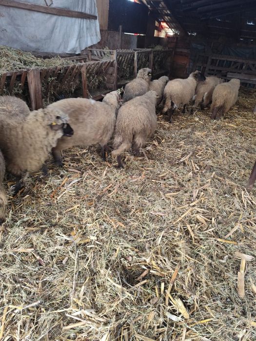 De vânzare 14 oi gestante , au început să fete