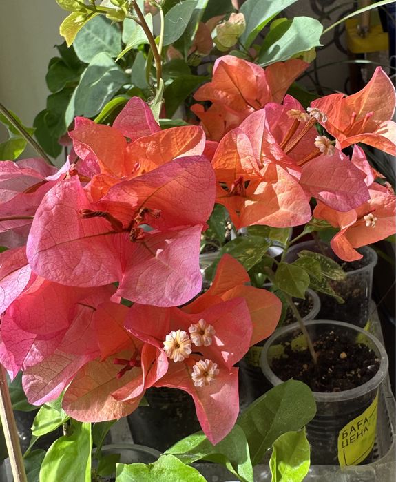 Продам Бугенвиллии