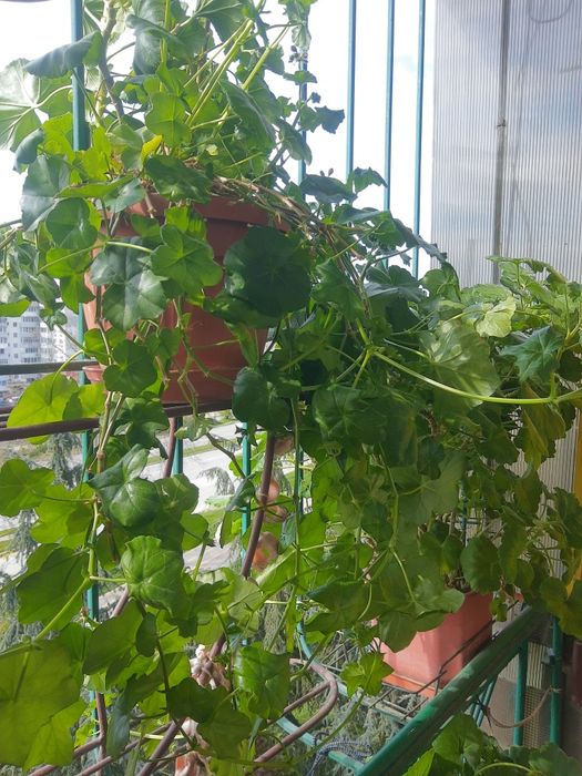Мушкато,големи ,отгледани в саксия,Последни 6 бройки,намалени 20€ бр.СНИМКИднес