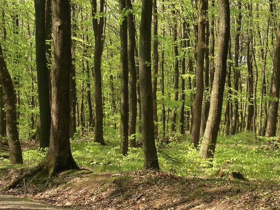 Продавам 12 дкр гора