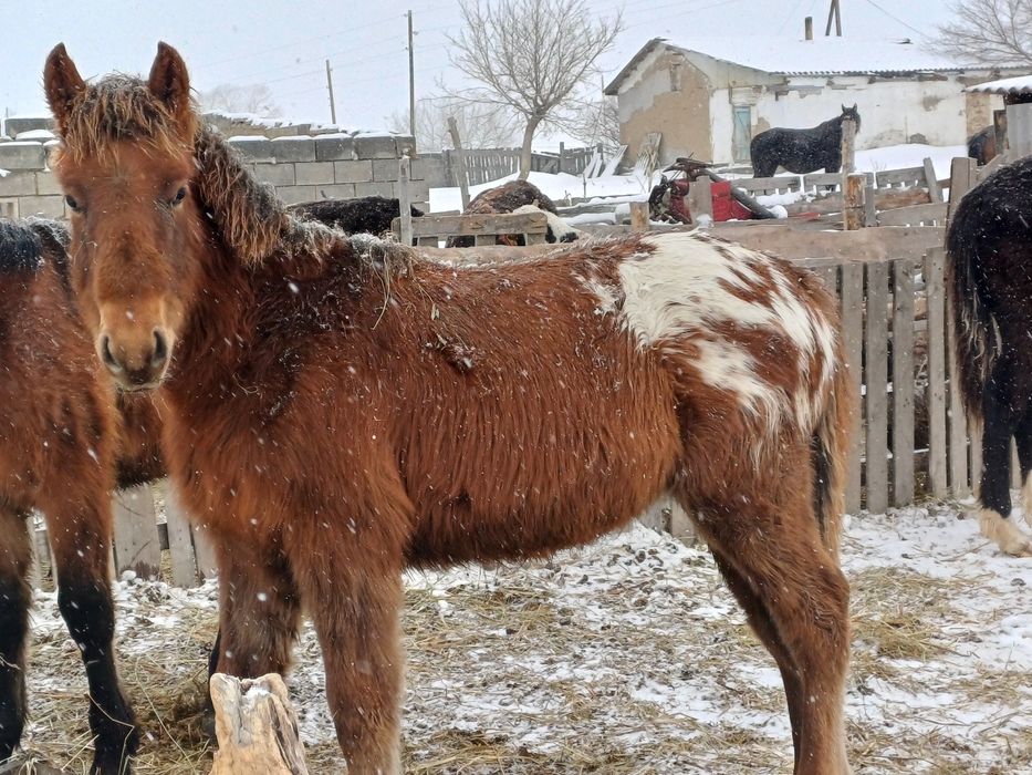 Продам коблу откорм