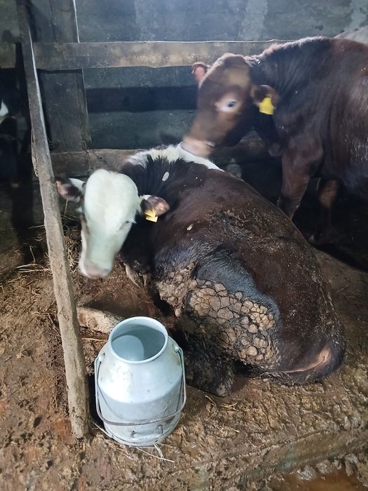 Продам быков на откорме