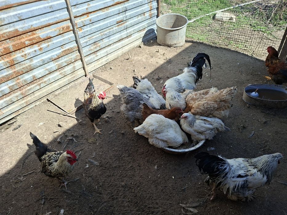 Продам петухов домашних