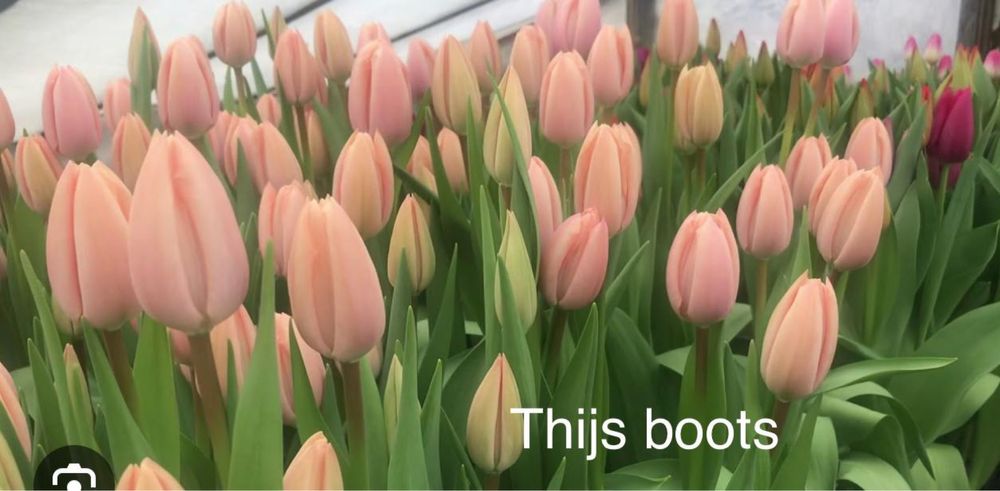 Тюльпаны премимум класса на 8 марта!