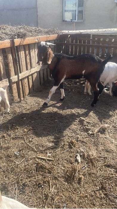 1 жассар теке сатылады