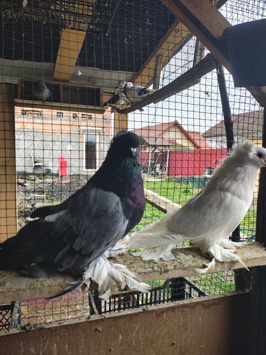 Urias maghiari pereche