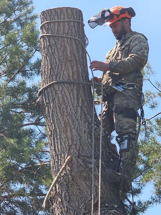 Спил дерева,сруб деревьев.